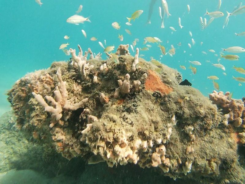 Blue Heron Bridge / Phil Foster Park, Riviera Beach