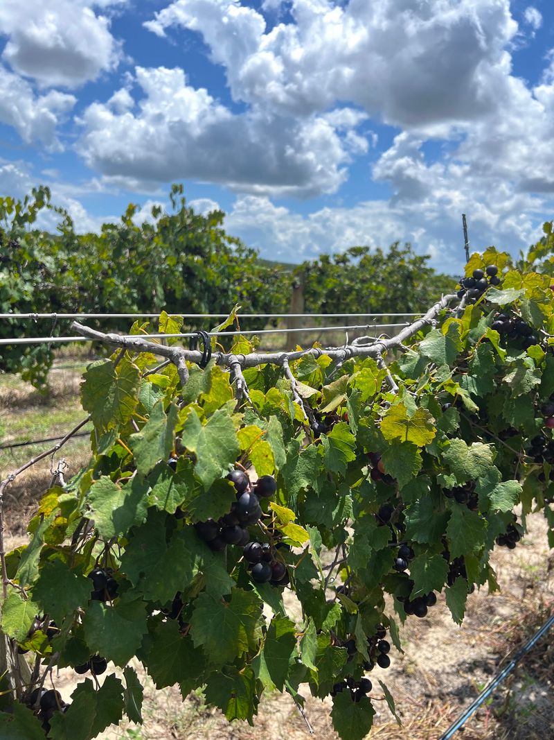127 Acres Of Scenic Vineyard Views