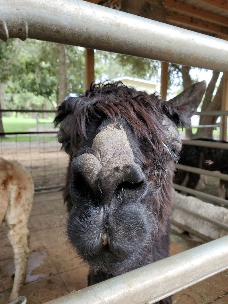 Charming Gift Shop Features Handmade Treasures From Alpaca Fiber