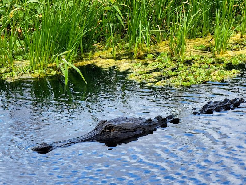 Sixty-Plus Gators Sunbathing Right Beside Your Car