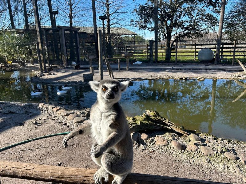 Add-On Magic: Lemur Feeding