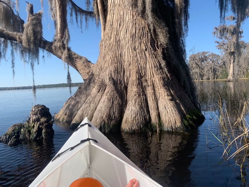 Wildlife Watching From Bears To Rare Woodpeckers