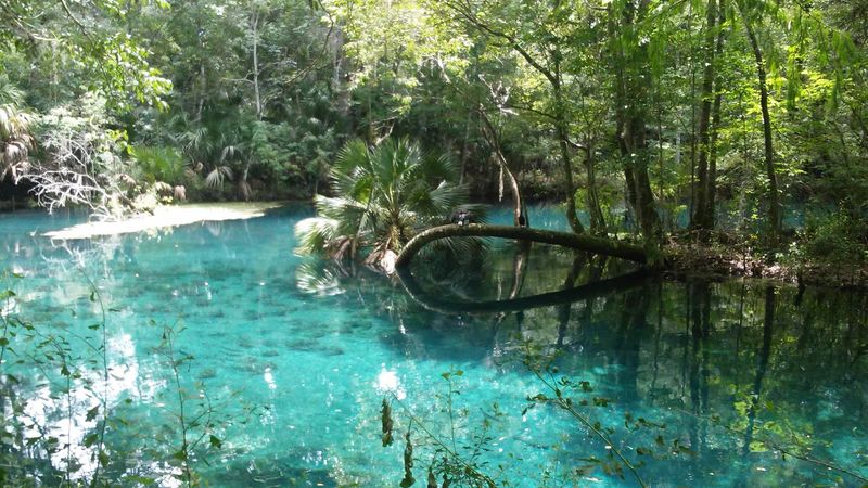 Silver River (Silver Springs)