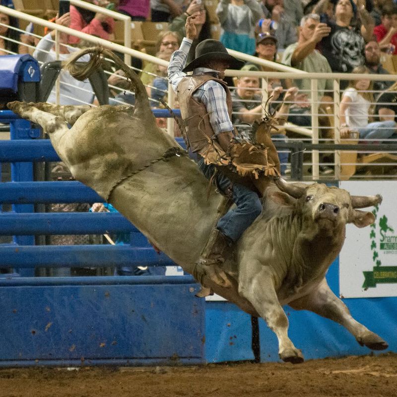 Professional Bull Riding That'll Make Your Heart Race