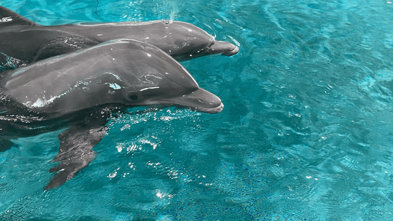 Clearwater Marine Aquarium - Clearwater, FL