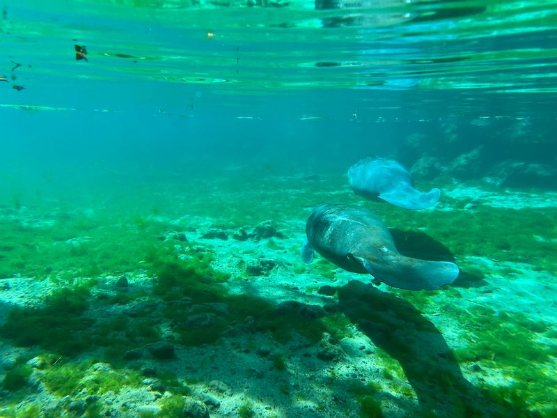 Three Sisters Springs, Crystal River