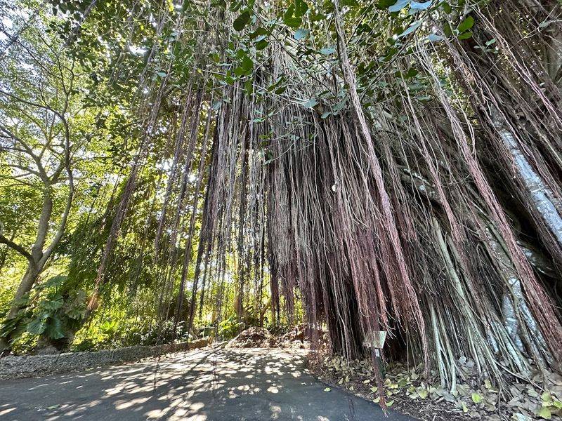 The Kampong (Coconut Grove)