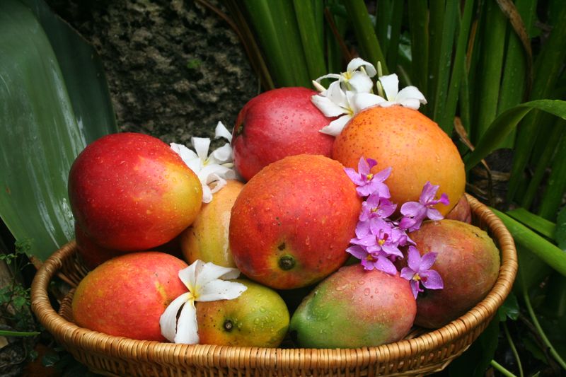 Over 400 Mango Varieties on Display