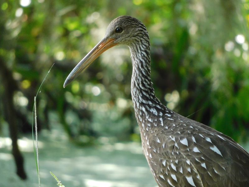 Wildlife Encounters In Every Direction