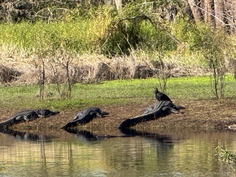 Myakka River State Park (Sarasota)