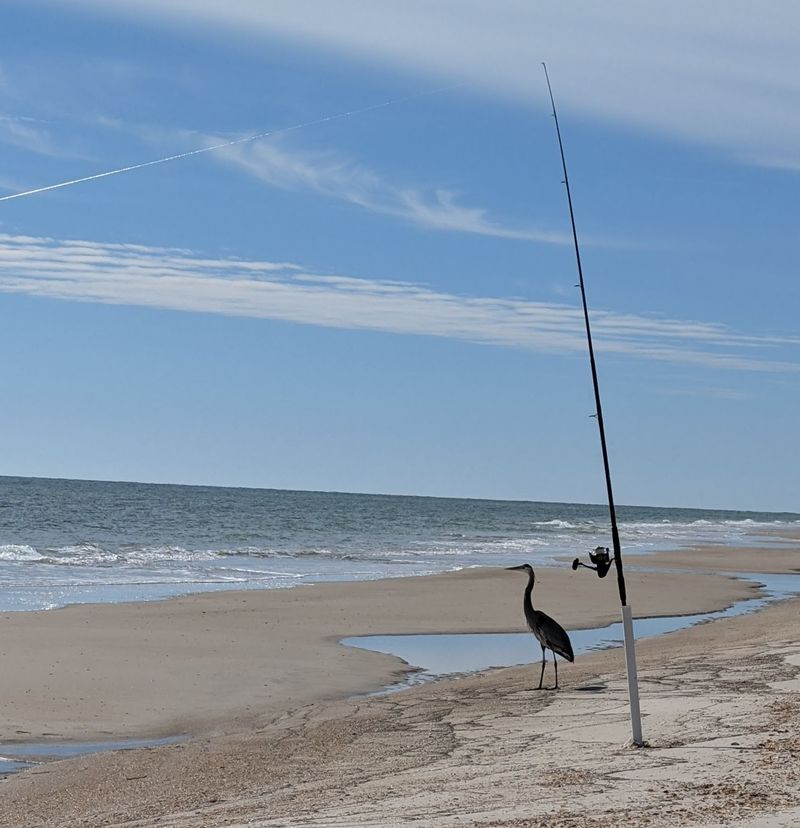 Wildlife Watching Without Crowds