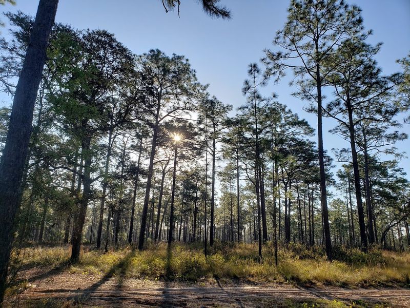 Ocala National Forest Springs Loop