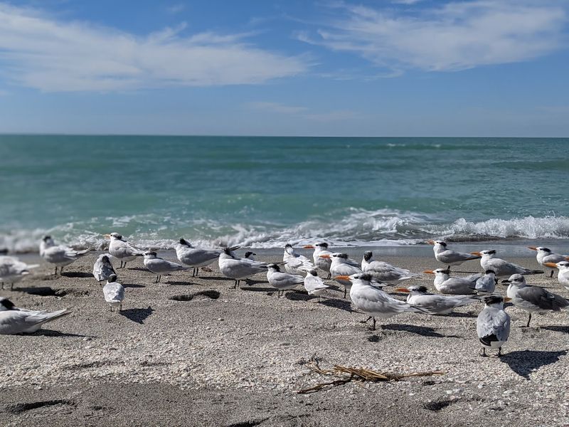 Best Times to Hunt for Shark Teeth