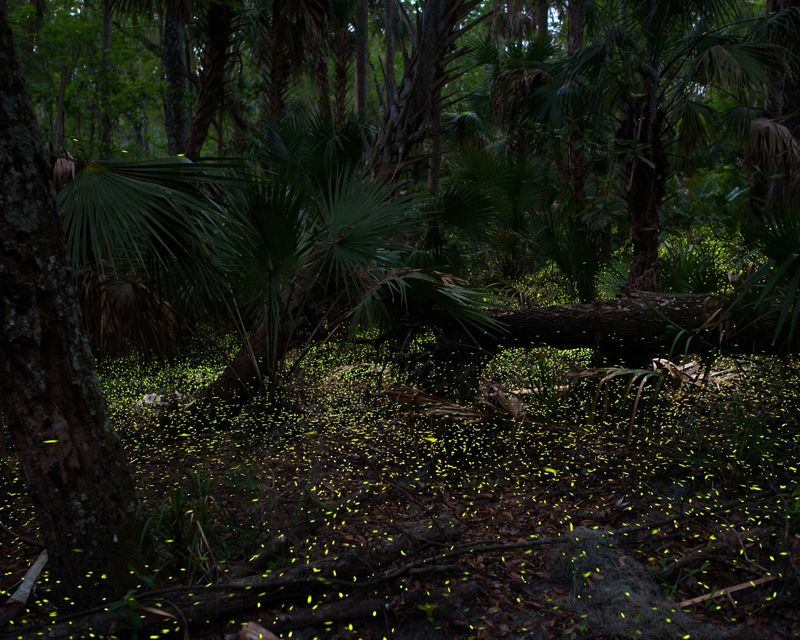 Boardwalk Trail Offers Prime Viewing Access