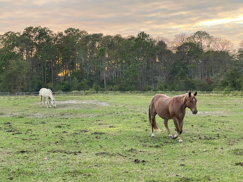 Lake Louisa State Park Guided Trail Rides (Clermont)