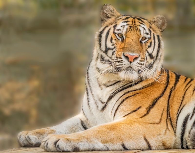 Endangered Animal Rescue Sanctuary / EARS (Citra)