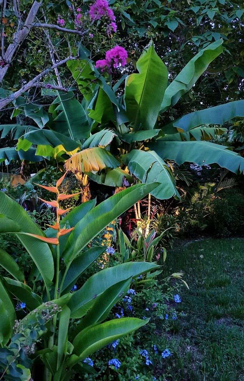 Heliconias That Look Like Works of Art