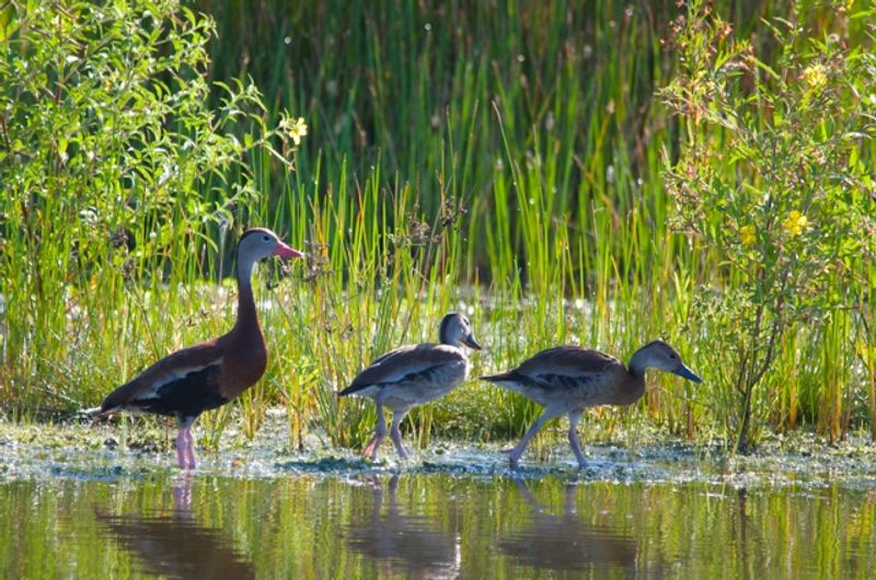 Incredible Birdwatching Opportunities Right From The Trail
