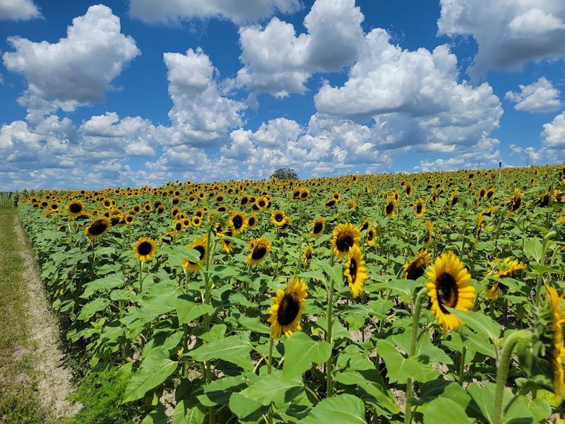 Amber Brooke Farms (Williston)