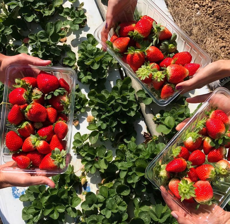 Knaus Berry Farm (Homestead)