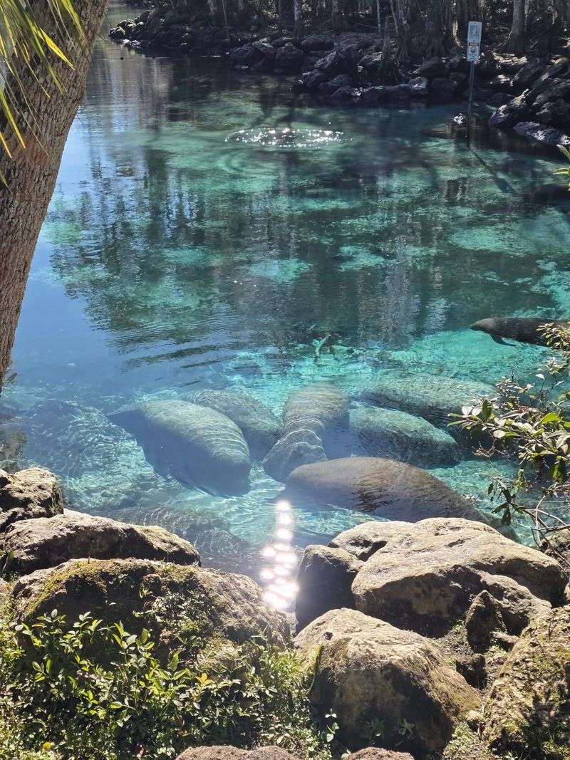 Three Sisters Springs & Kings Bay (Crystal River)