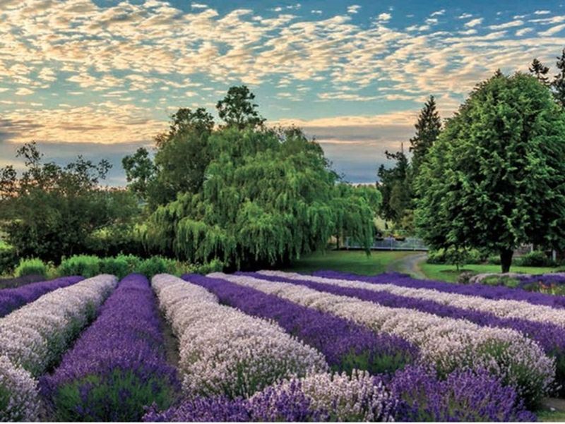 Special Events and Seasonal Experiences