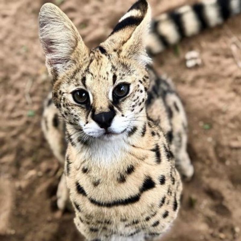 Playful Serval Encounters That Melt Your Heart