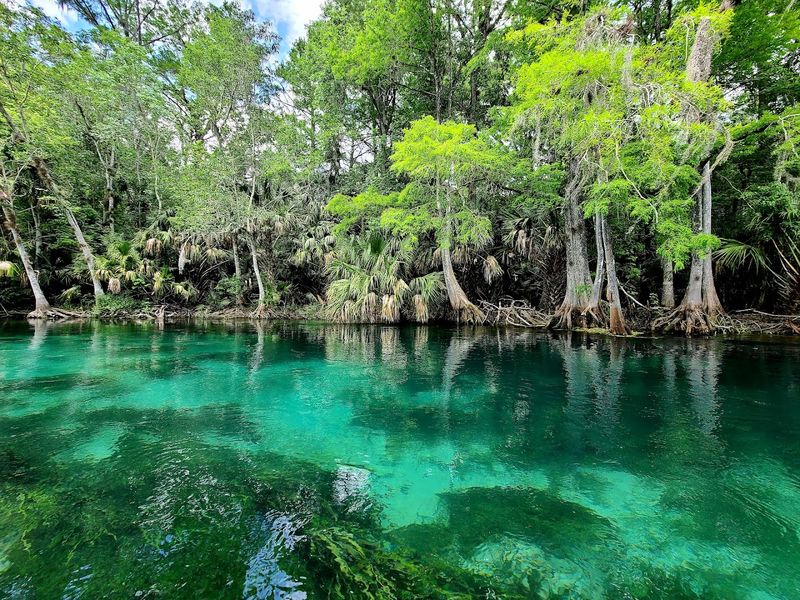 Silver Springs State Park (Ocala)