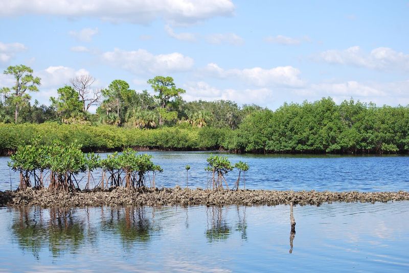 A Nature Center That Brings Florida Wildlife Indoors