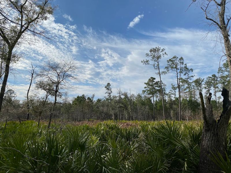 Florida Trail to Big Shoals (White Springs)