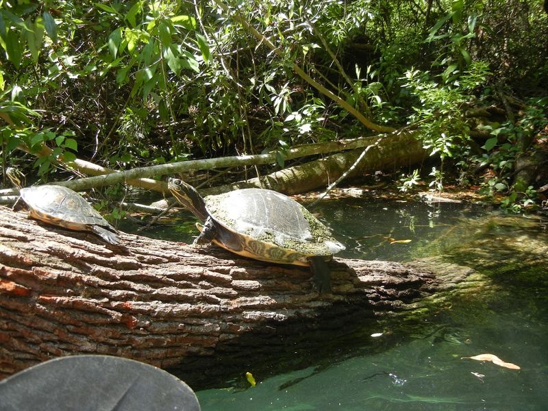 Wildlife Spotting Beyond the Manatees
