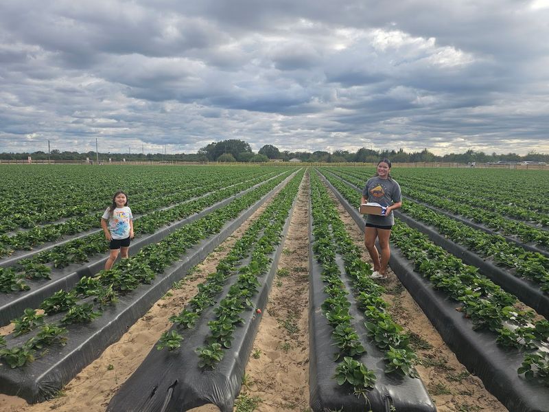 Golden Ridge Groves, Bartow