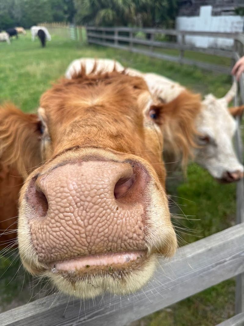 This Hidden Farm Sanctuary In North Florida Lets You Cuddle Pigs, Cows, And More