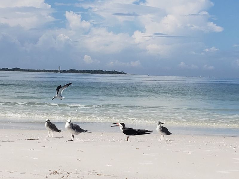 Fort De Soto Park (Tierra Verde)