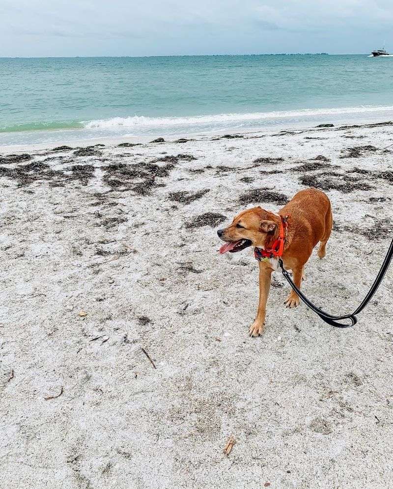 Fort De Soto Park and Dog Beach (Tierra Verde)