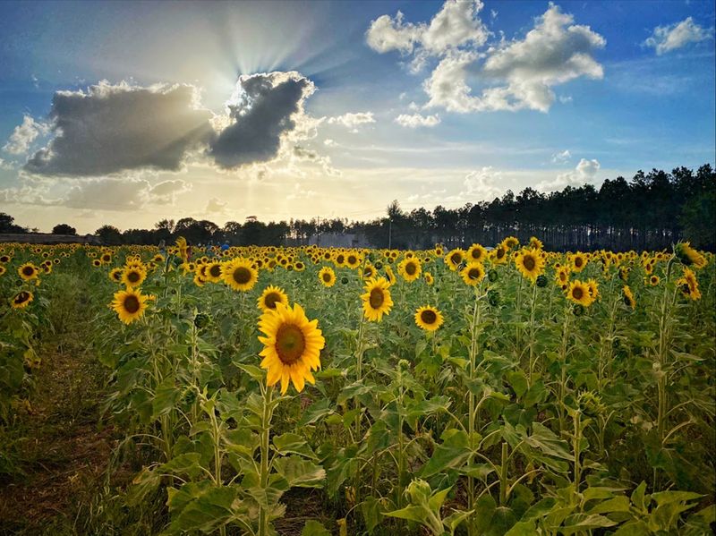 Amazing Grace Family Farms (Green Cove Springs)