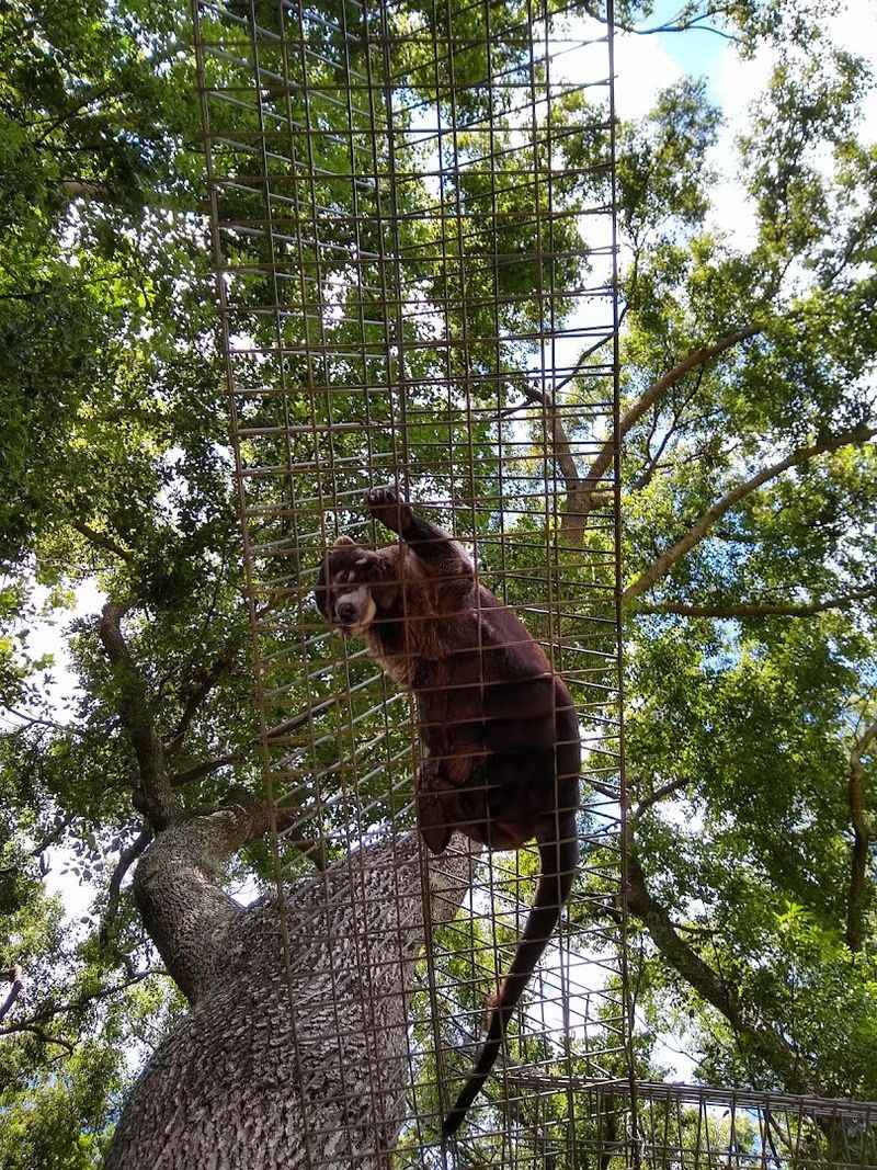 Meet Monkeys and Lemurs in an Unexpected Setting