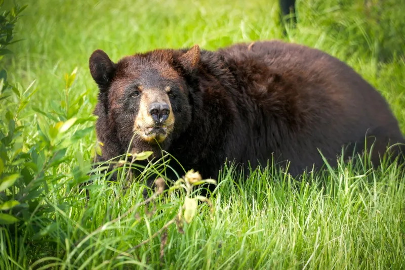 Twin Sister Bears Who Redefine Lazy Afternoons
