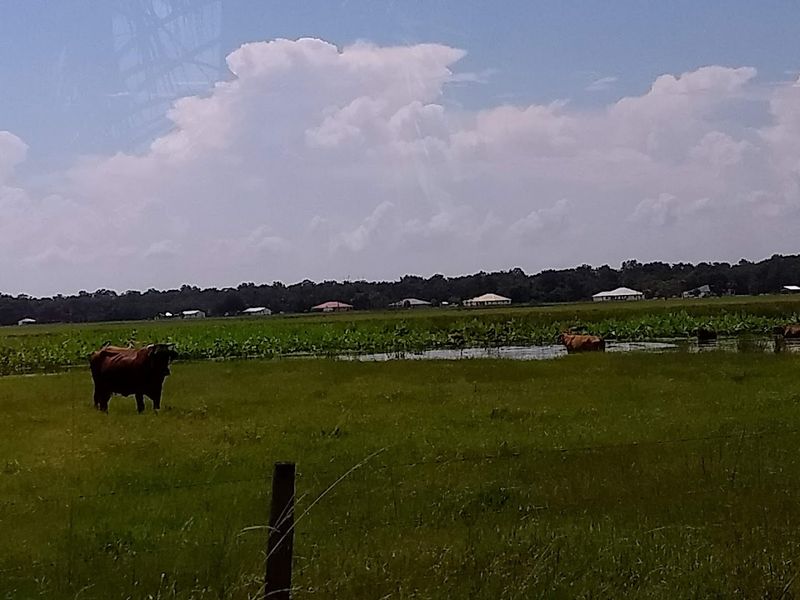 Cattle Country That Most Florida Visitors Never See