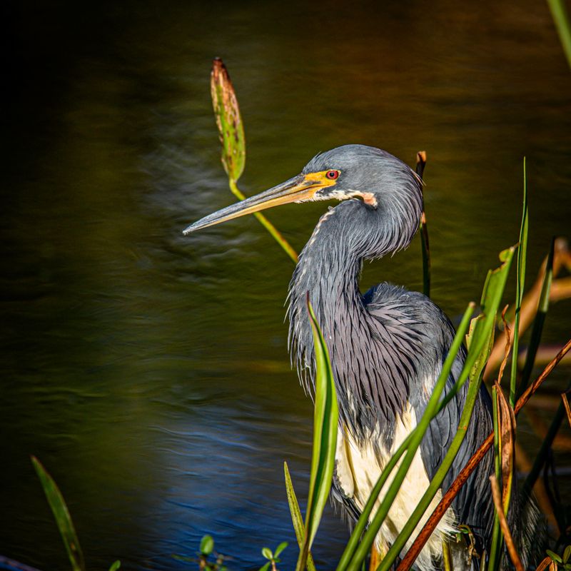 Green Cay Nature Center and Wetlands (Boynton Beach)