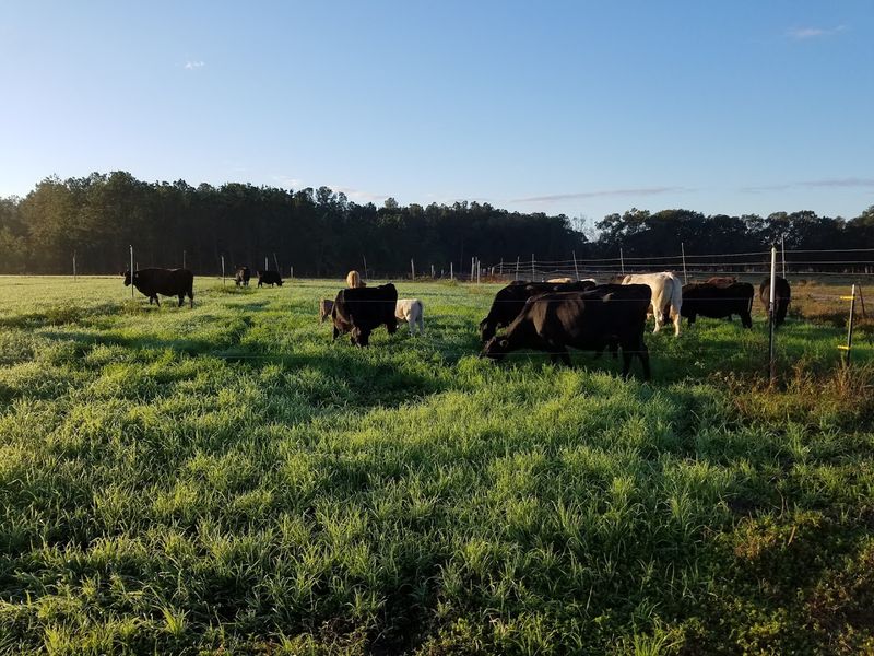 JG Ranch (Brooksville)