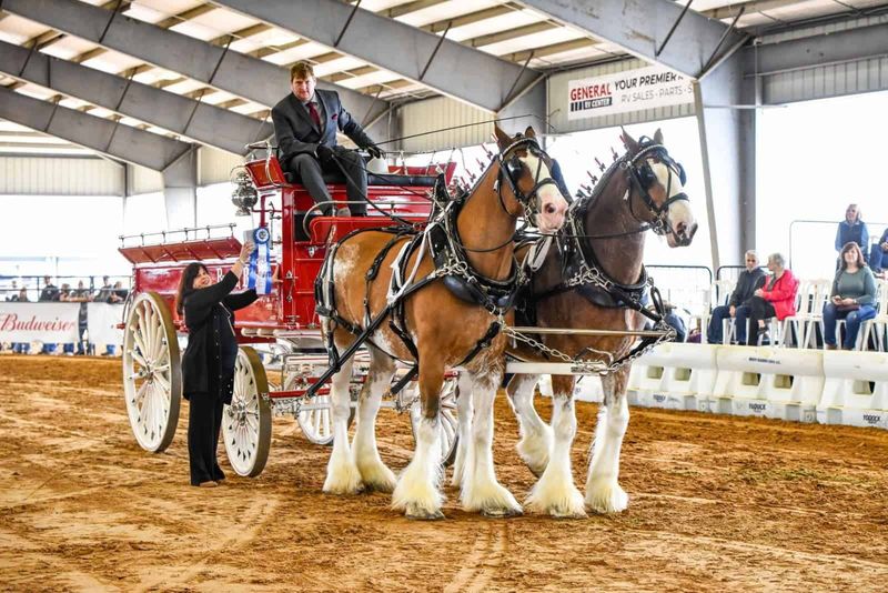 The Budweiser Connection Everyone Asks About