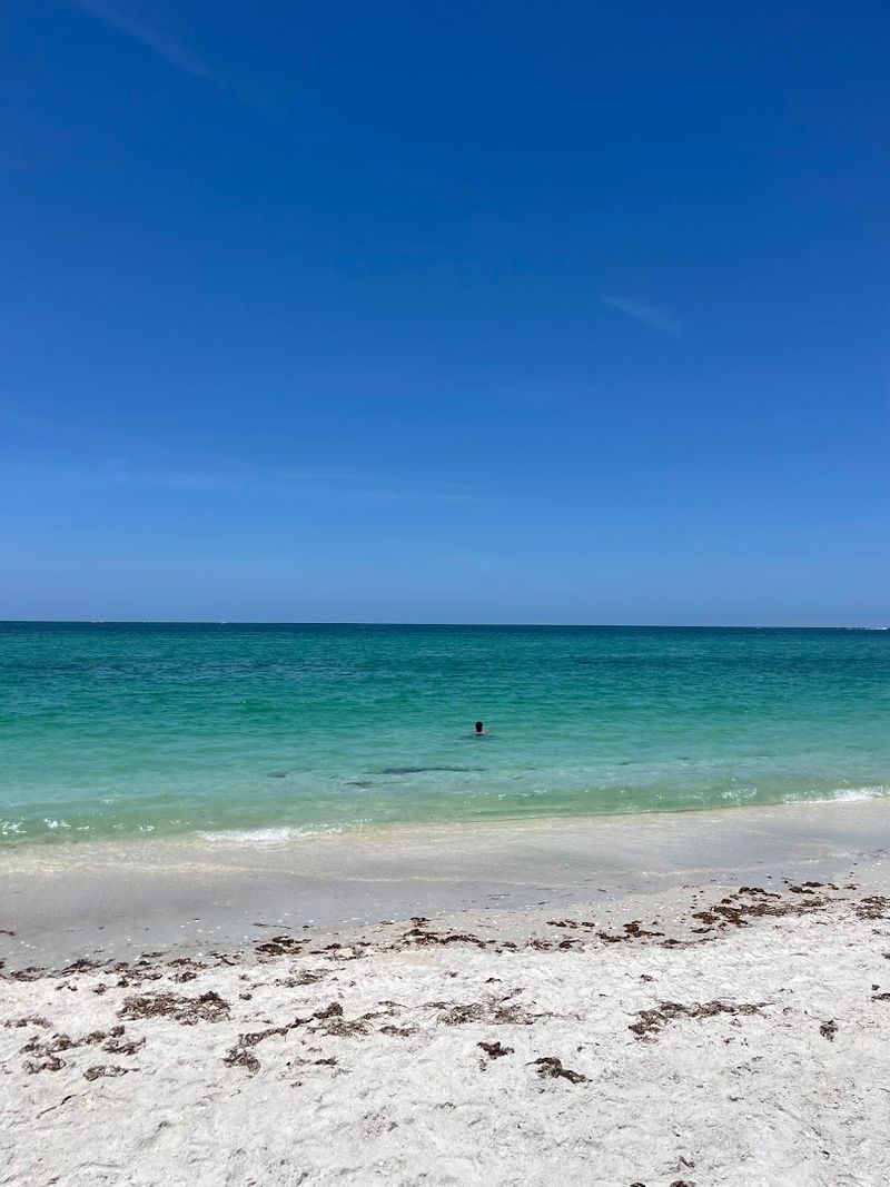 Sea Turtle Tracks