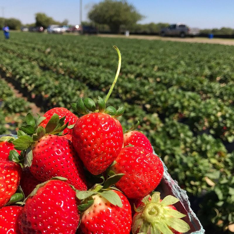 Agritourism that goes beyond theme parks