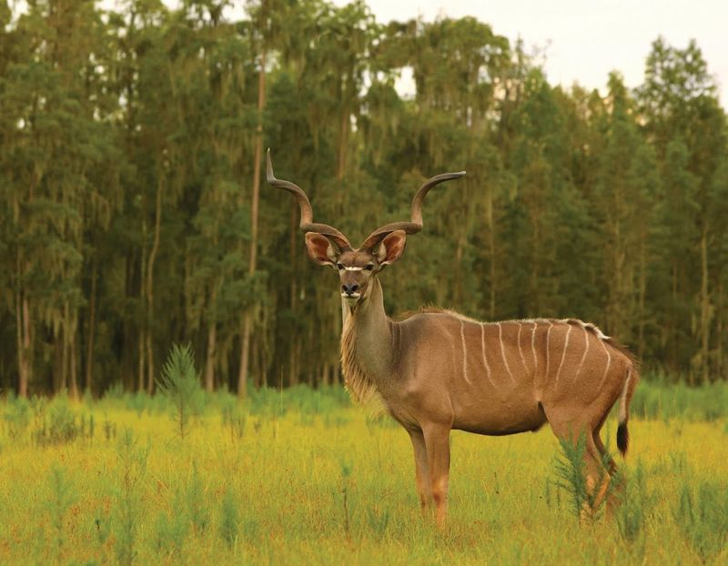 Escape Theme Park Chaos for Peaceful Wildlife Watching