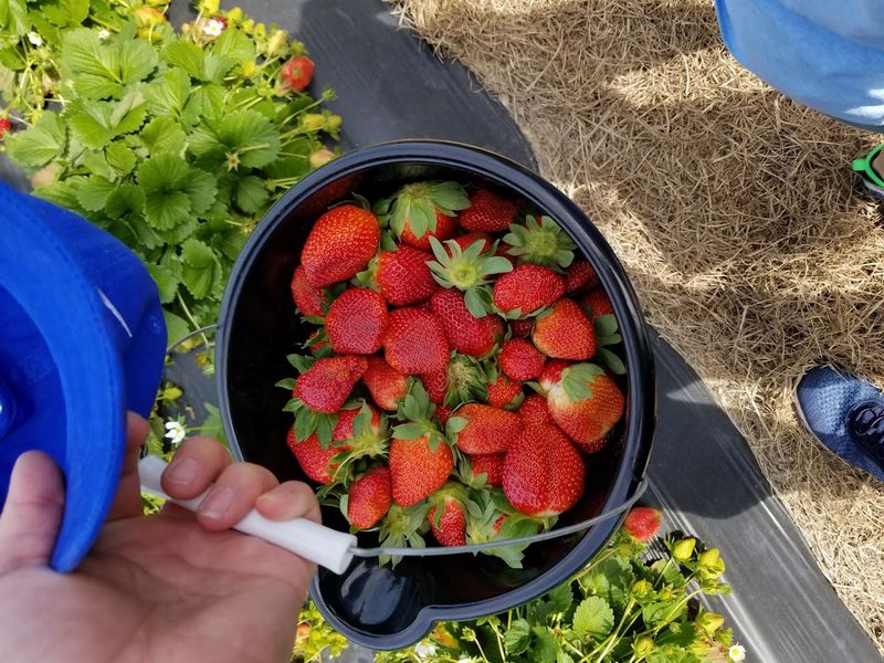 Brown's Farm (Hawthorne)