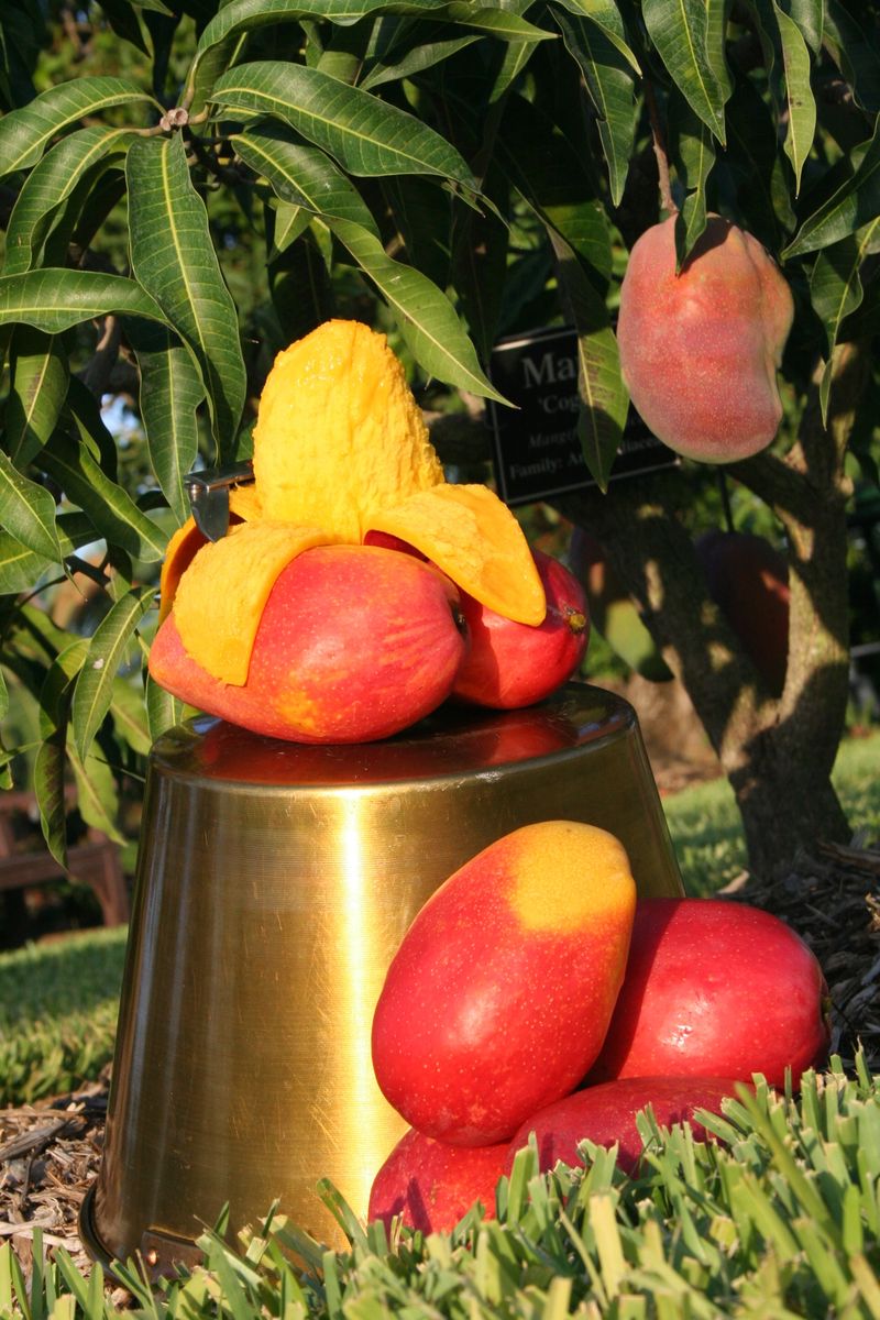 Rare Mango Tree Sale for Home Growers