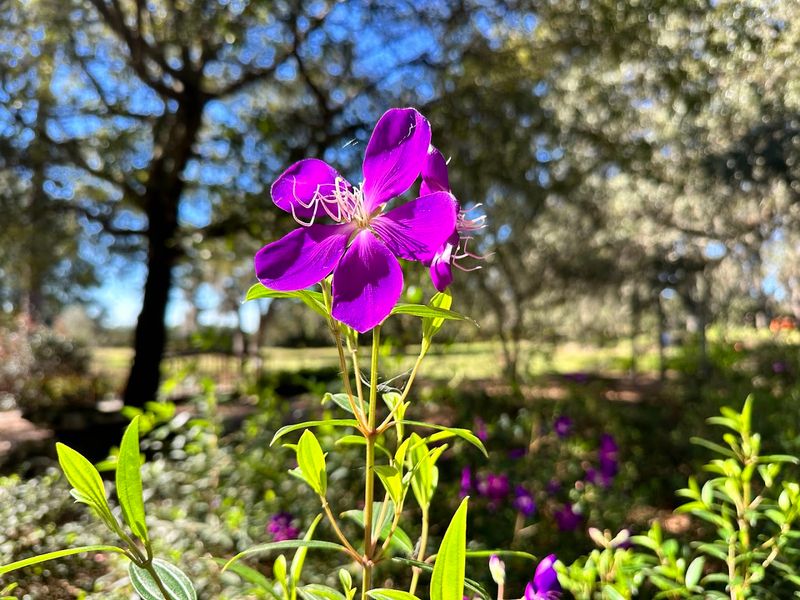 Seasonal Azalea Blooms Worth Planning Around