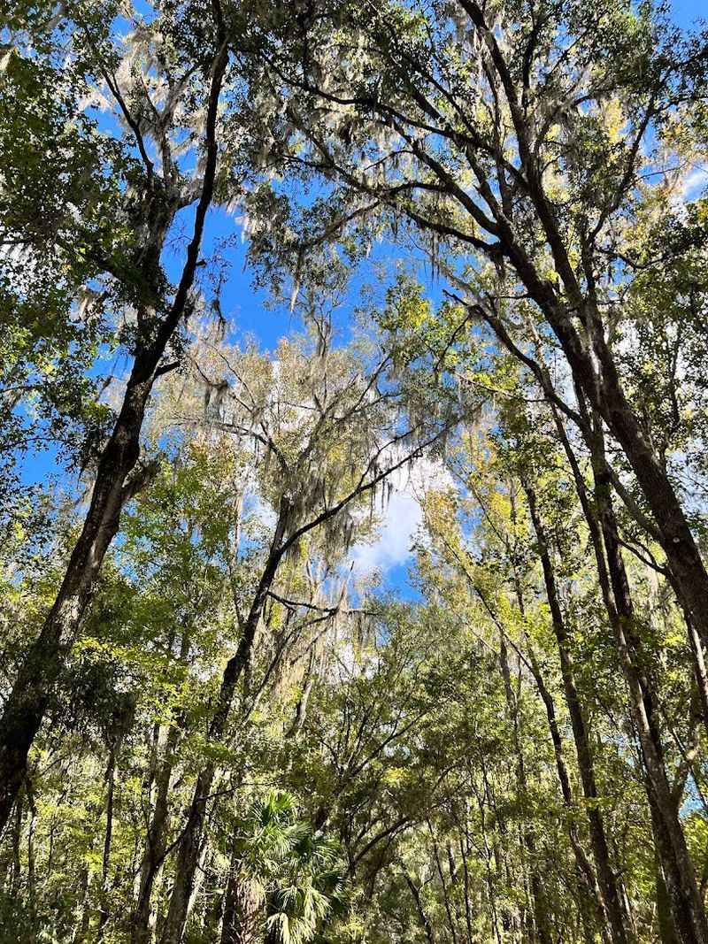Family-Friendly Features With Natural Florida Charm