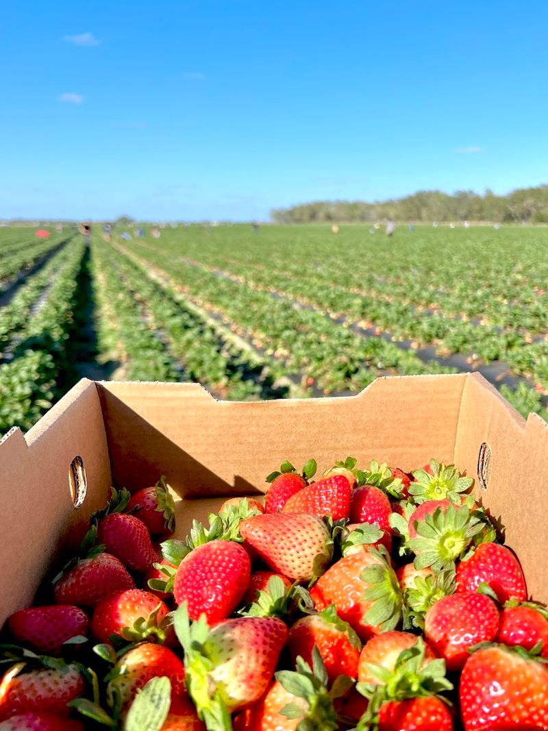 Southern Hill Farms (Clermont)